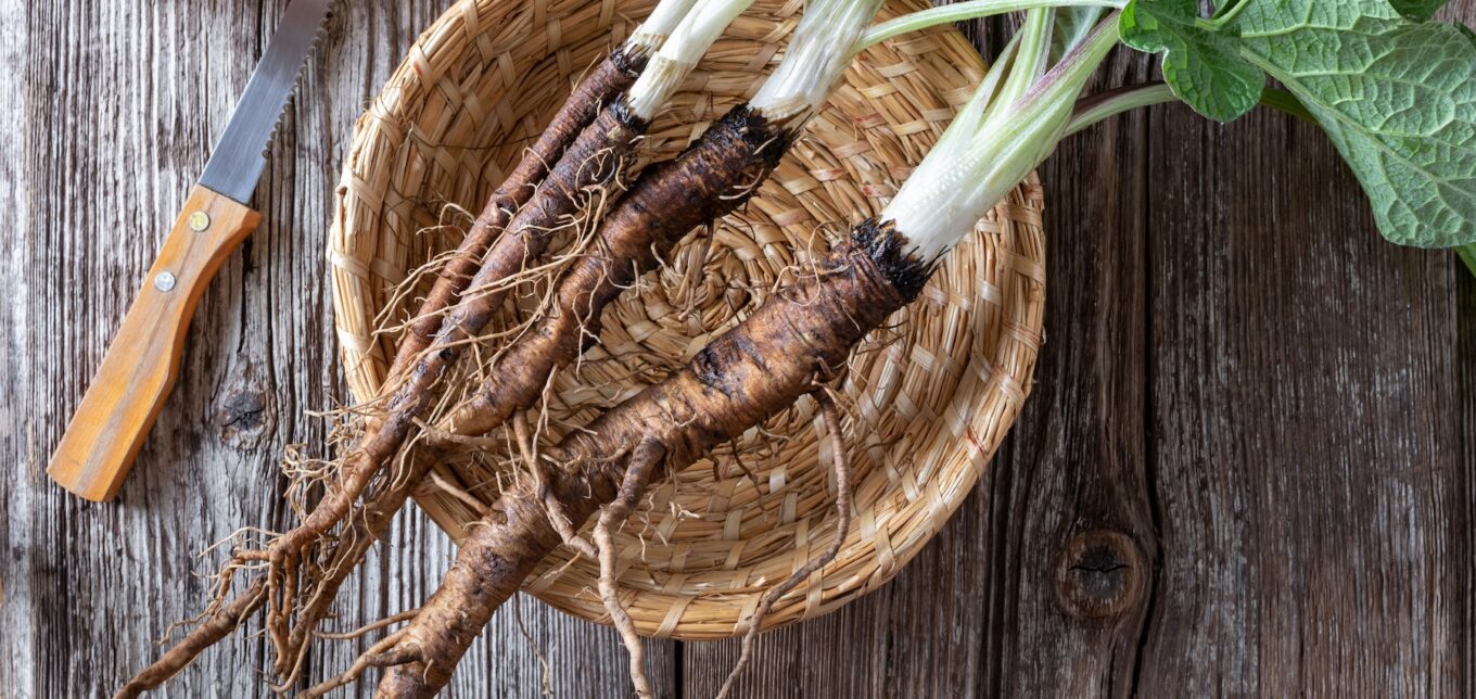 6 Medicinal Herbs for Winter Health - Mother Earth Living - Vimarsana News